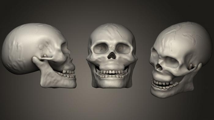 Anatomy of skeletons and skulls (ANTM_0383) 3D model for CNC machine